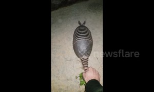 'Wind-up car-madillo' speeds off when being released into the wild