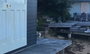 Dog and Rabbit Return from Beachfront Adventure