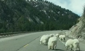 Mountain Goats Block the Road in Jackson Hole Wyoming