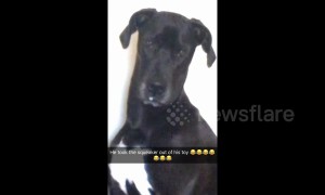 Dog or mouse? Great Dane destroys toys to play with just the squeakers