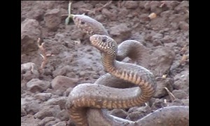 Two snakes seen coiled up in strange dance in northwest India