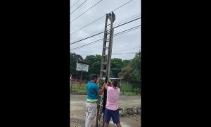 Tourists and locals team up to rescue sloth hanging from electrical wires