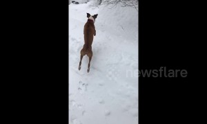 A snowy great time! Dog in Maine dives face first into snow pile