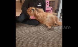 Chow dog can't get enough belly rubs and begs for more