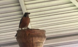 Feeding Time for Baby Birds