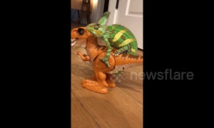 T-Rex taxi: US Chameleon goes for a ride on a walking toy