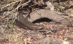 Naughty female lizard steals banana from male’s mouth