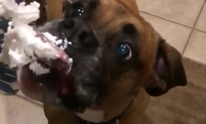 Dog Devours Whipped Cream