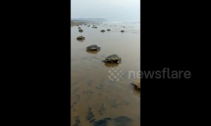 Sea turtles thrown ashore by big waves of Cyclone Fani