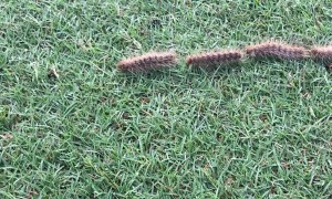 Long Line of Connected Caterpillars