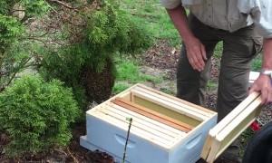Bee Expert Removes Swarm Without Protective Clothing