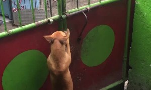 Escape Artist Finally Thwarted