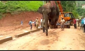 Forest officials rescue wild elephant and crane him off to sanctuary in east India