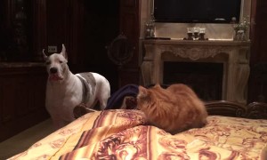 Great Dane barks at cat to get off bed then quickly takes his spot