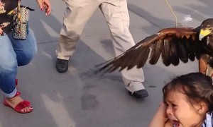 Large Bird Lands on Little Girl's Head