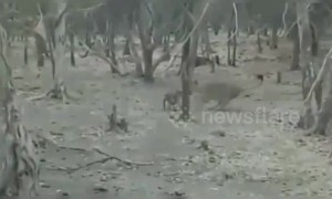 Fearless dog fights a wild lion in India