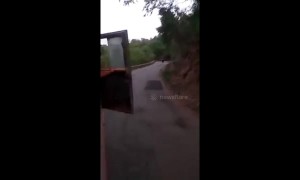 Give way to oncoming wildlife! Terrified driver reverses bus after spotting elephant