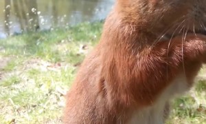 Hand-Feeding a Friendly Squirrel