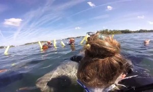 Manatee Hugs the Human