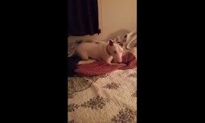 Rescue dog's priceless reaction after experiencing bed for first time