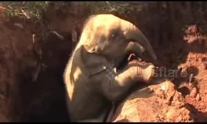 Two baby elephants rescued from a pit in Sri Lanka