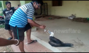 Sea bird swept hundreds of kilometres away from native grounds by Cyclone Fani