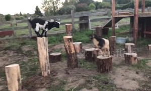 These cute goats are incredibly agile