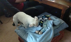 Sweet Dog Tucks in her  Human Brother