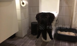 Rough night out? Cat hangs head first in toilet bowl