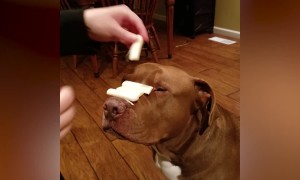 Stacking Things on Dogs