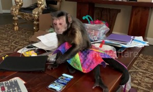 Monkey struggles to make sense of smartphone