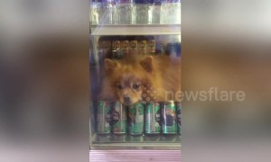 Pomeranian cools off in fridge during heatwave in Thailand