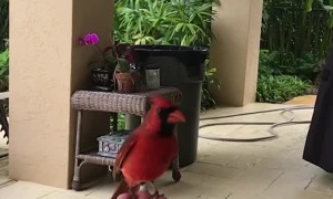 Wild Cardinal Eats Peanut Out of Man's Hand