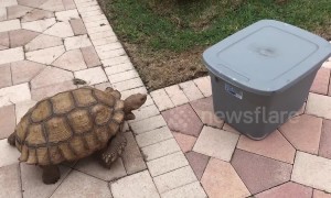 "Out of my way, box!" Tortoise rams plastic container