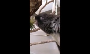 Still think Koalas are cute? Zoo marsupial makes unexpected snoring noise