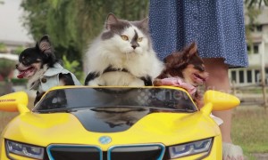 Cool cat drives three chihuahuas around in toy car