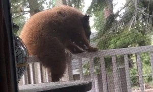 Curious Bear Cub on the Porch