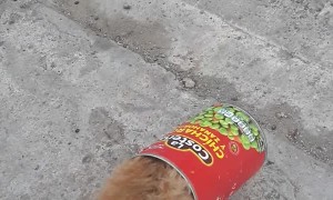 Tijuana Cat Trapped in a Tin Can