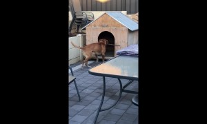 Dopey dog tries to carry stick horizontally into kennel before eventually giving up