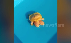 Rare two-headed albino turtle valued at 32,000 dollars