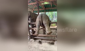 'Adventurous' baby elephant in Thailand gets stuck on sanctuary fence