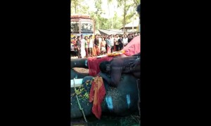 Heartbroken Indian man weeps after his elephant passes away
