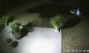 Bear Steals Some Bird Seed