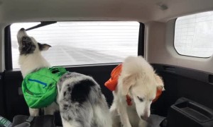 Dog Tries to Get a Taste of Windshield Wiper