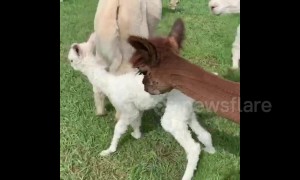 Baby alpaca first steps an hour after being born on Tennessee farm