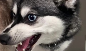 Brother and Sister Puppies Playing
