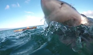 Insane up-close footage of Great White Shark