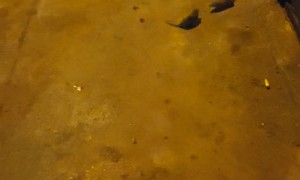 Animals Going All Out in an Alley