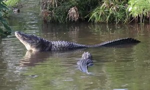 Mating Call Sounds Like a Motor