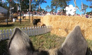 Piglets Find the Finish on Field Day